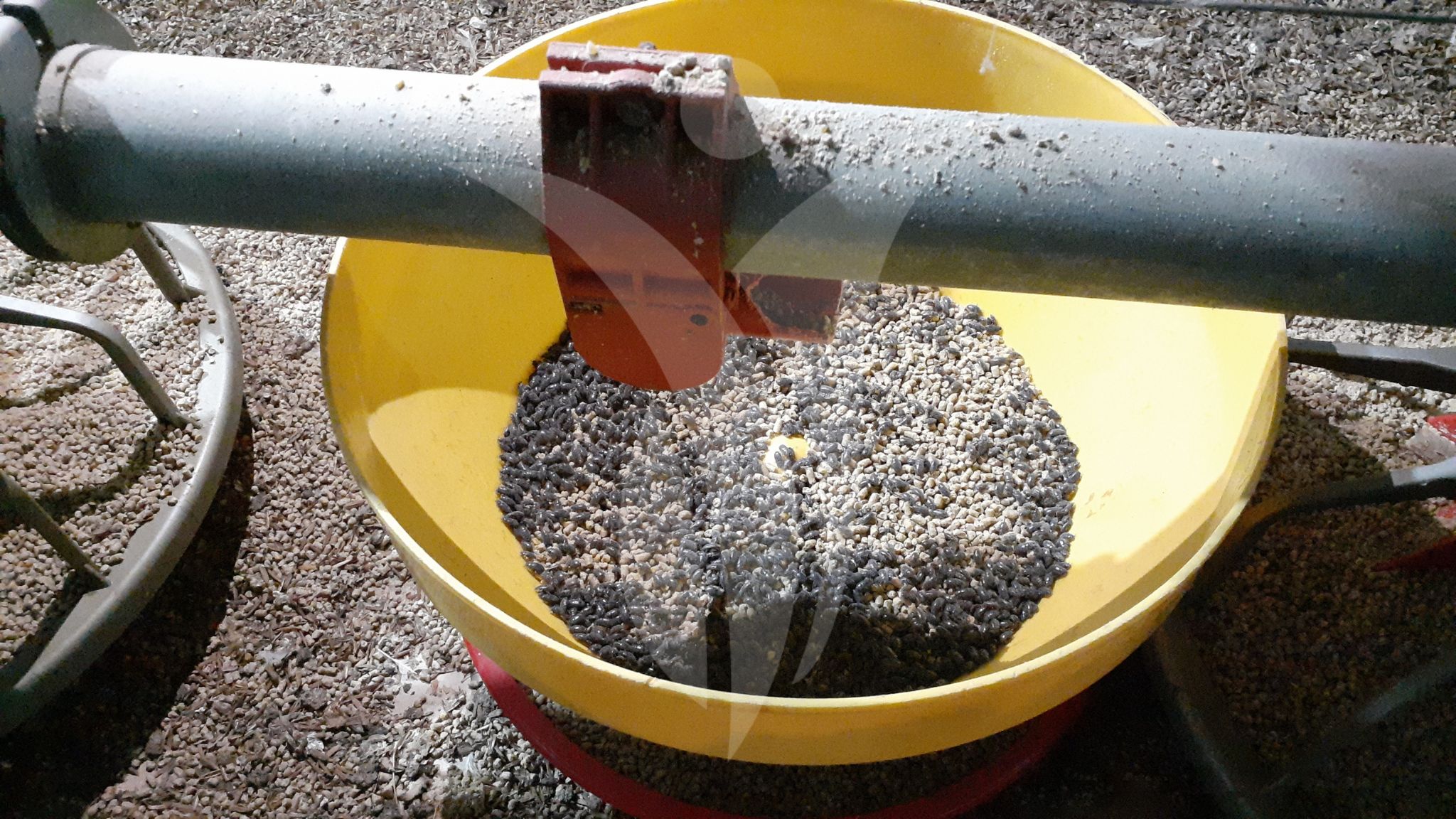 alphitobius diaperinus en pollos de engorde alimento