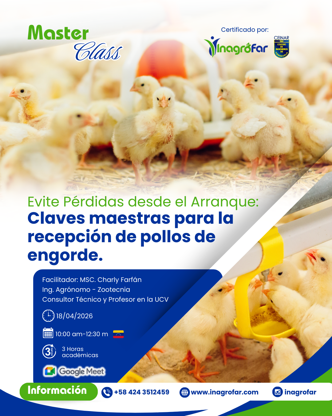 Recepción de pollos de engorde