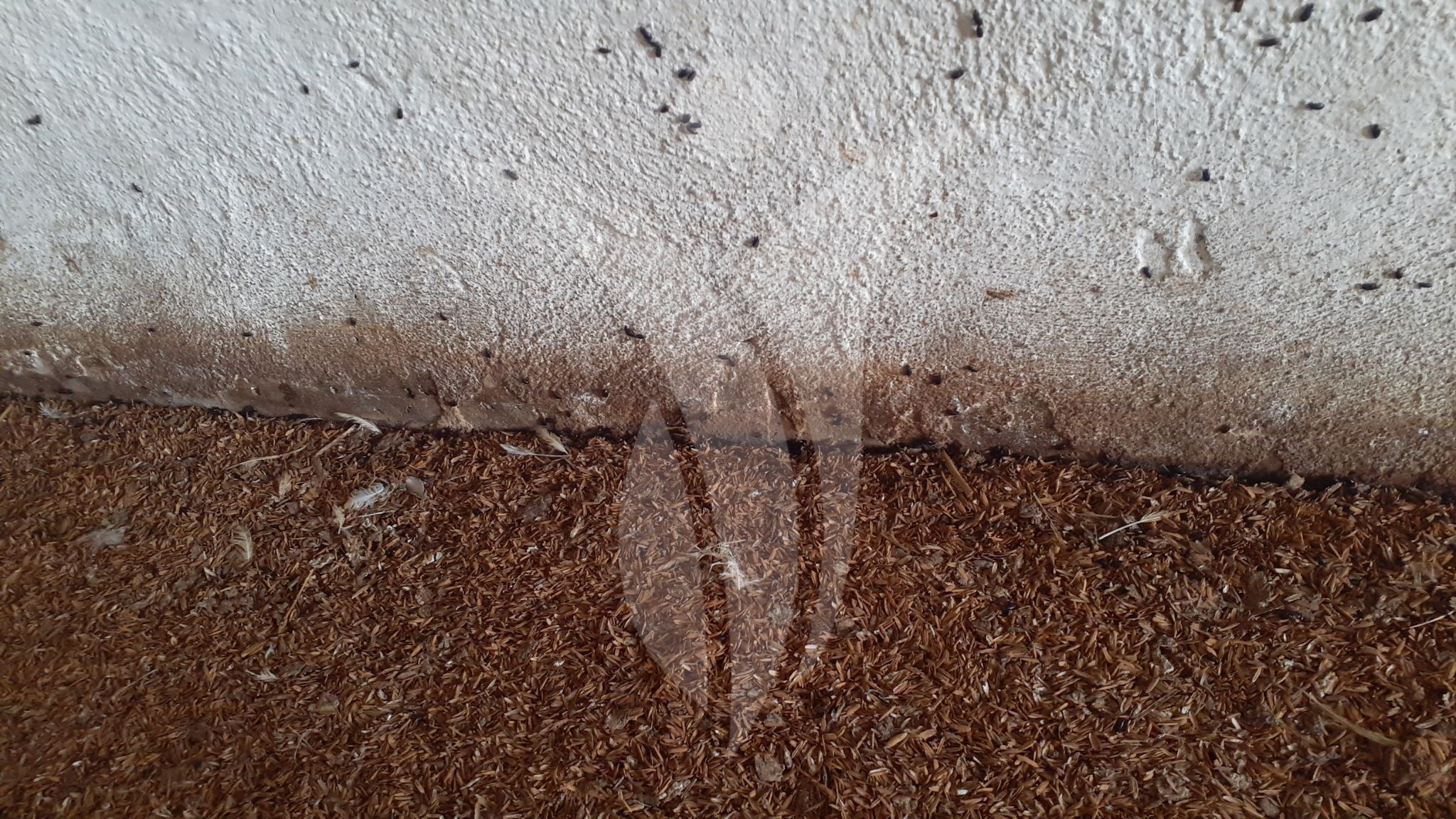 alphitobius diaperinus en pollos de engorde instalaciones