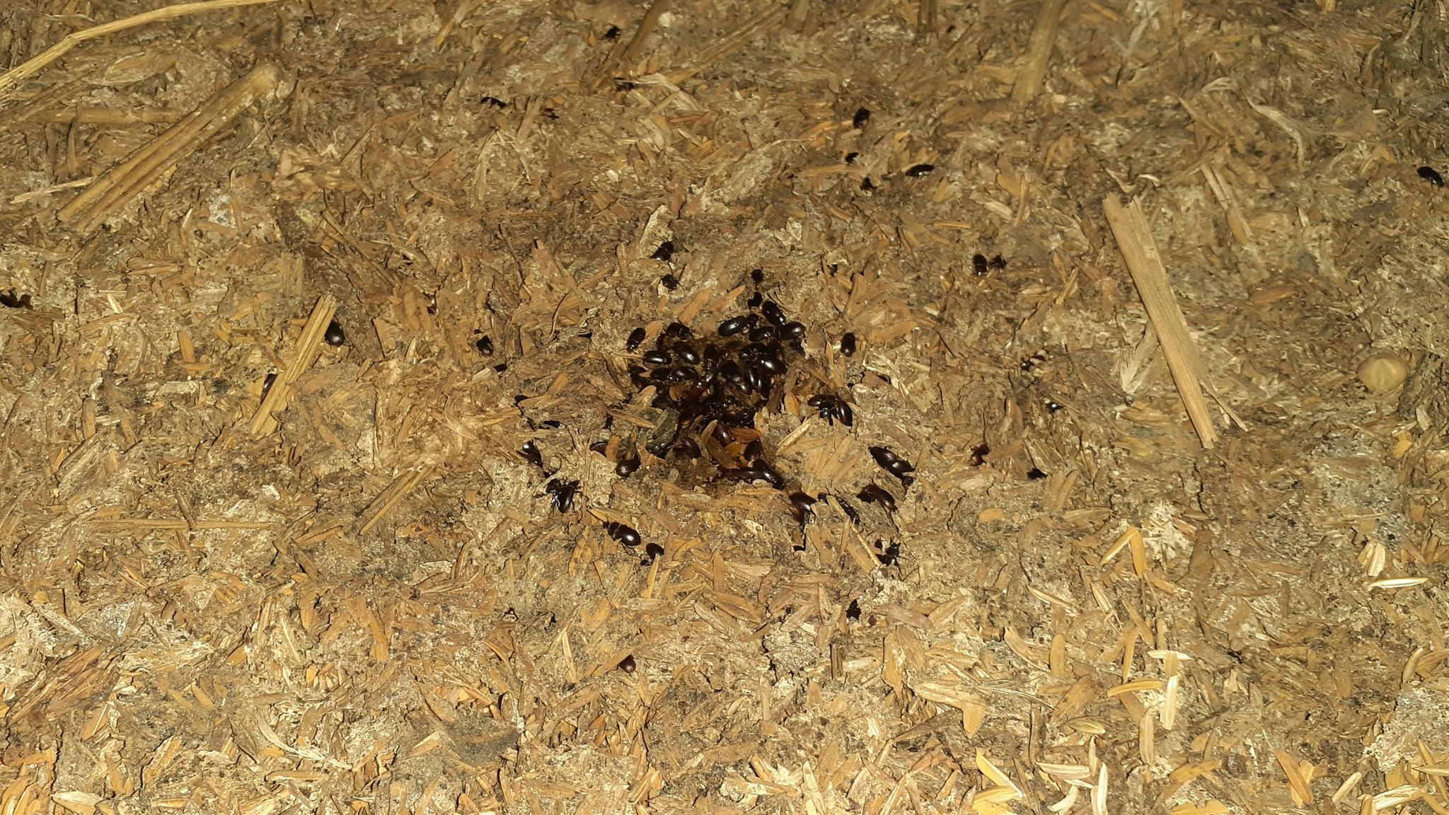 alphitobius diaperinus en pollos de engorde 