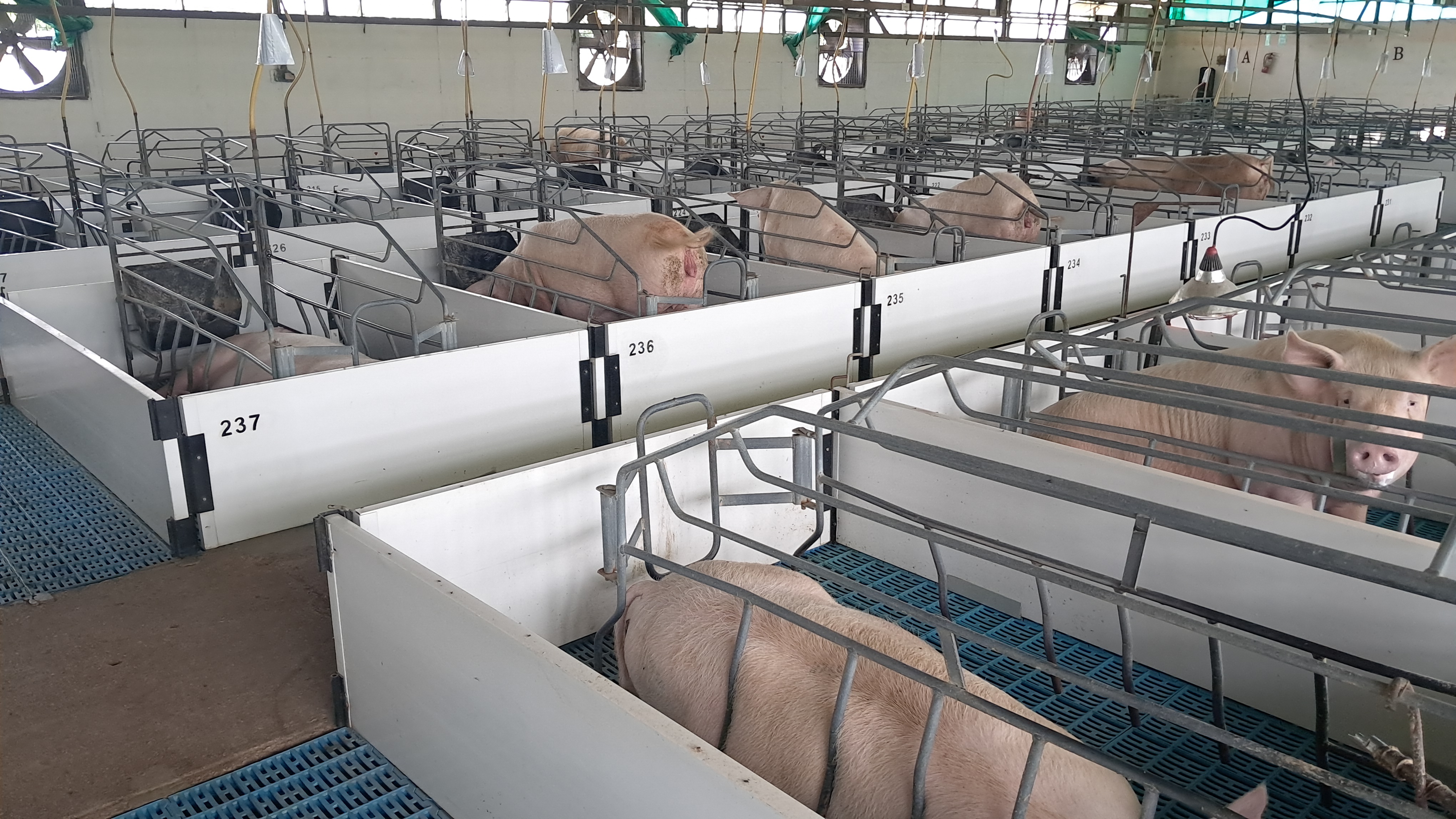 Granja porcina asesoría técnica inagrofar
