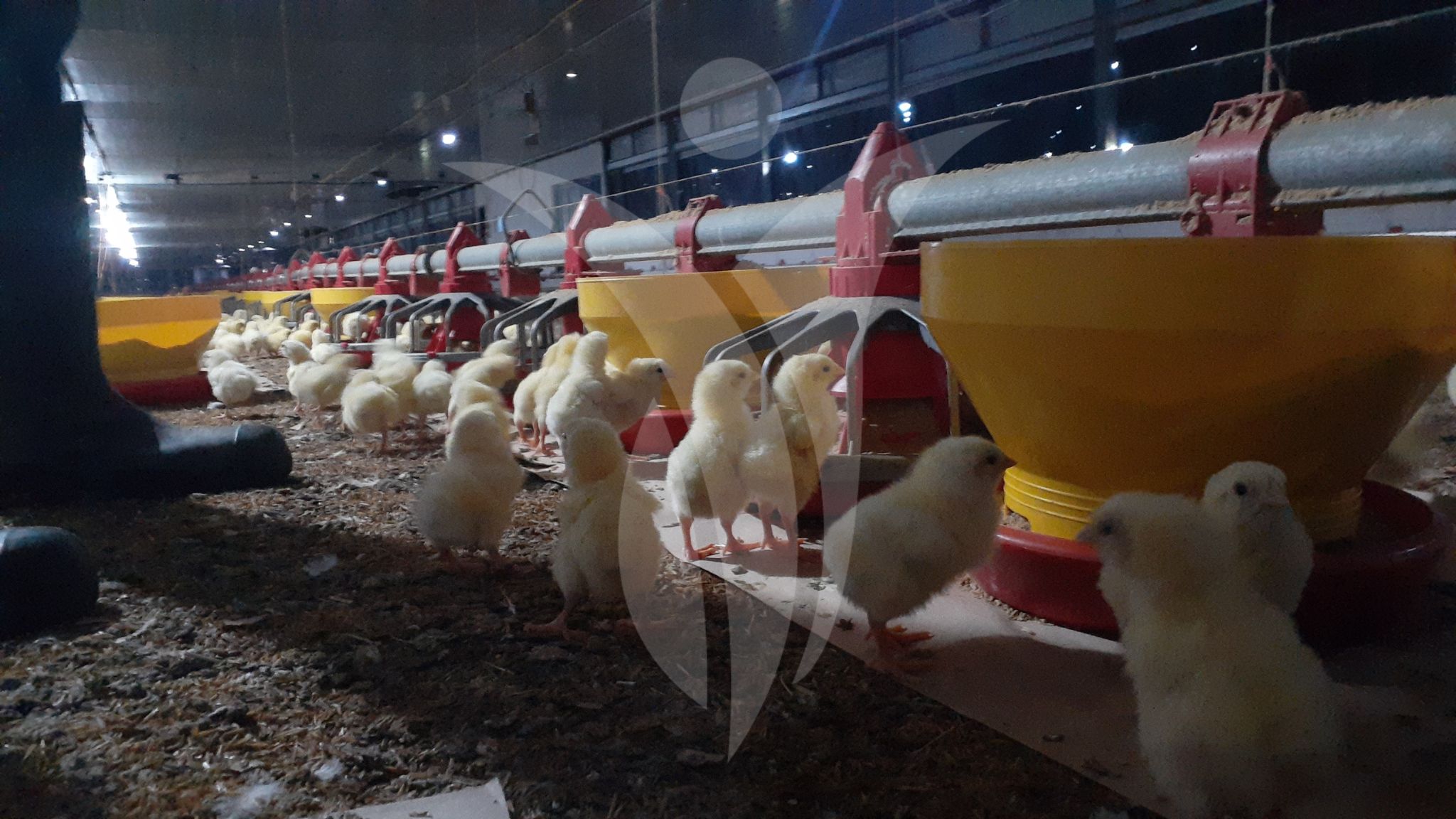 Importancia del ambiente en la cría de pollos de engorde - Inagrofar