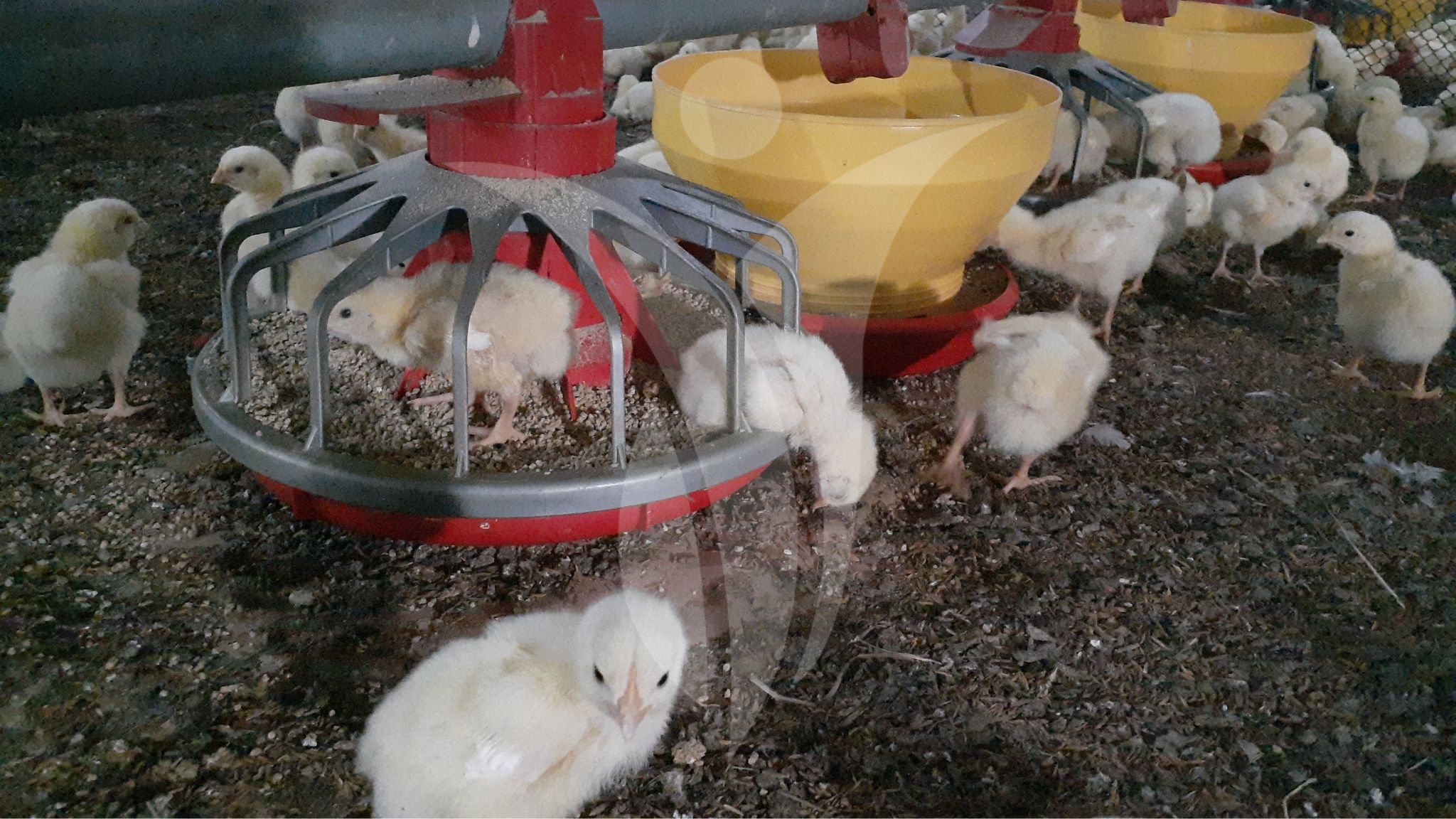 Pollos de Engorde ambiente clave por inagrofar