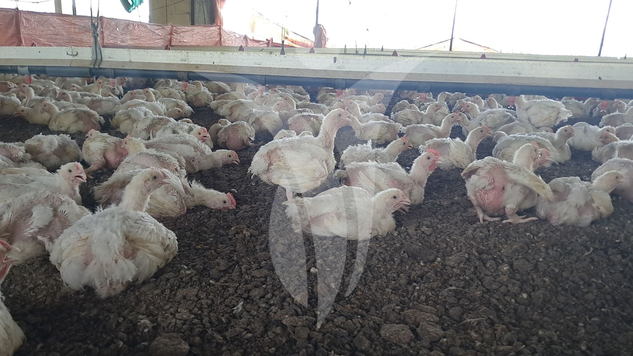 nutricion-animal-climas-calidos-aves-cerdos